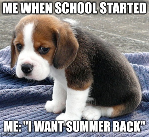 sad dog | ME WHEN SCHOOL STARTED; ME: "I WANT SUMMER BACK" | image tagged in sad dog | made w/ Imgflip meme maker