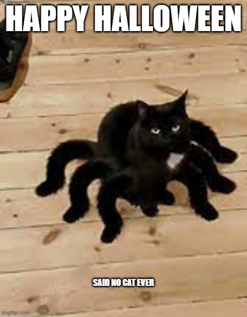 memes by Brad - Happy Halloween cat dressed up as a spider - | HAPPY HALLOWEEN; SAID NO CAT EVER | image tagged in funny,cats,kitten,halloween,costume,humor | made w/ Imgflip meme maker