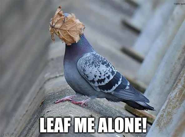 Beak it! | image tagged in pigeon,leaf,go away | made w/ Imgflip meme maker