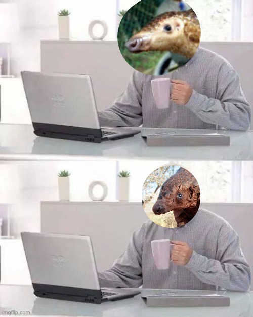 Pangolin Hide the Pain Blank Meme Template