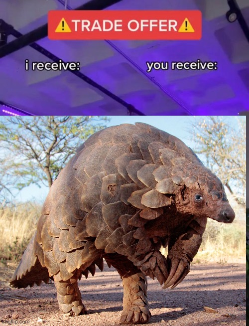 Pangolin Trade Offer Blank Meme Template