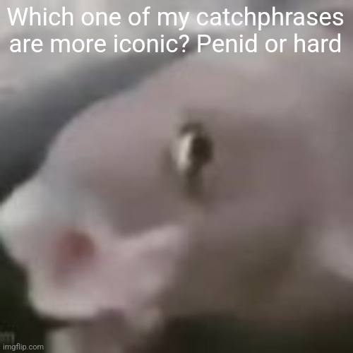 fih | Which one of my catchphrases are more iconic? Penid or hard | image tagged in fih | made w/ Imgflip meme maker