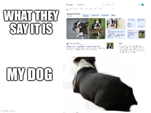 Fat dog | WHAT THEY SAY IT IS; MY DOG | made w/ Imgflip meme maker