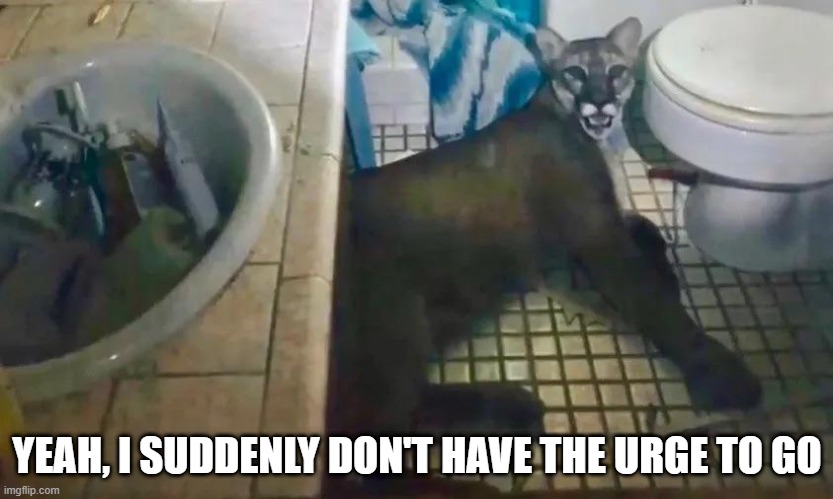 Cat in the Potty | YEAH, I SUDDENLY DON'T HAVE THE URGE TO GO | image tagged in cursed image | made w/ Imgflip meme maker