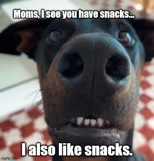 doggy snacks | Moms, I see you have snacks... I also like snacks. | image tagged in dog | made w/ Imgflip meme maker