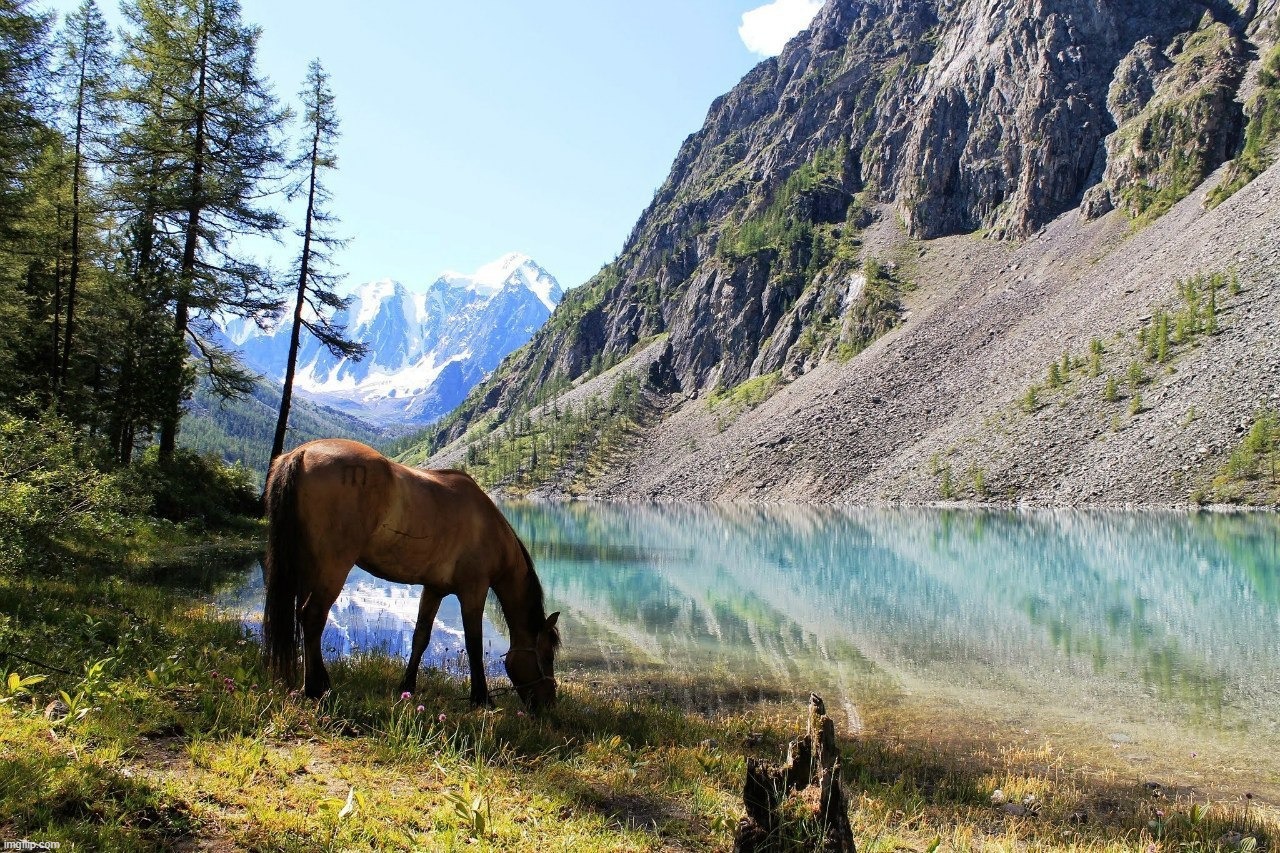 Horse takes a cool break | image tagged in horse takes a cool break | made w/ Imgflip meme maker