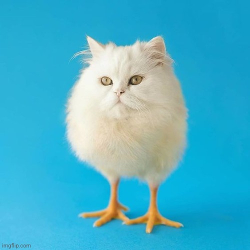 egg shaped cat with chicken feet | image tagged in egg shaped cat with chicken feet | made w/ Imgflip meme maker