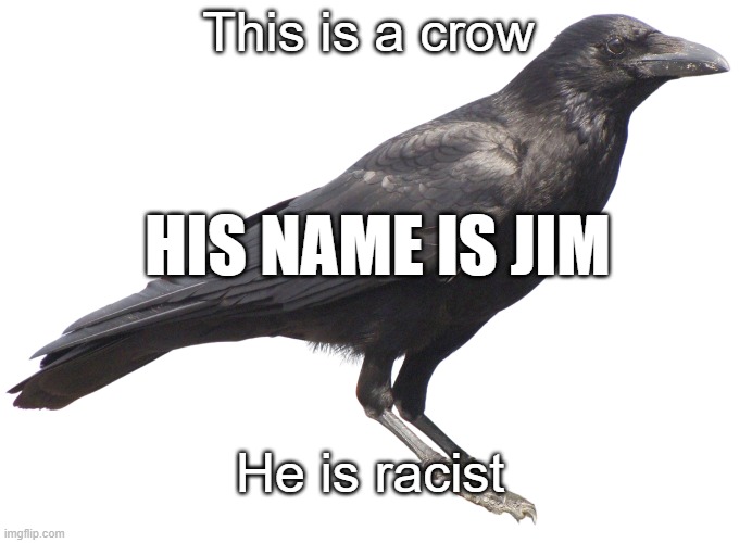 crow | This is a crow; HIS NAME IS JIM; He is racist | image tagged in crow | made w/ Imgflip meme maker