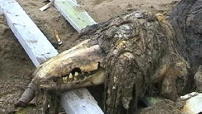 682 Blank Meme Template