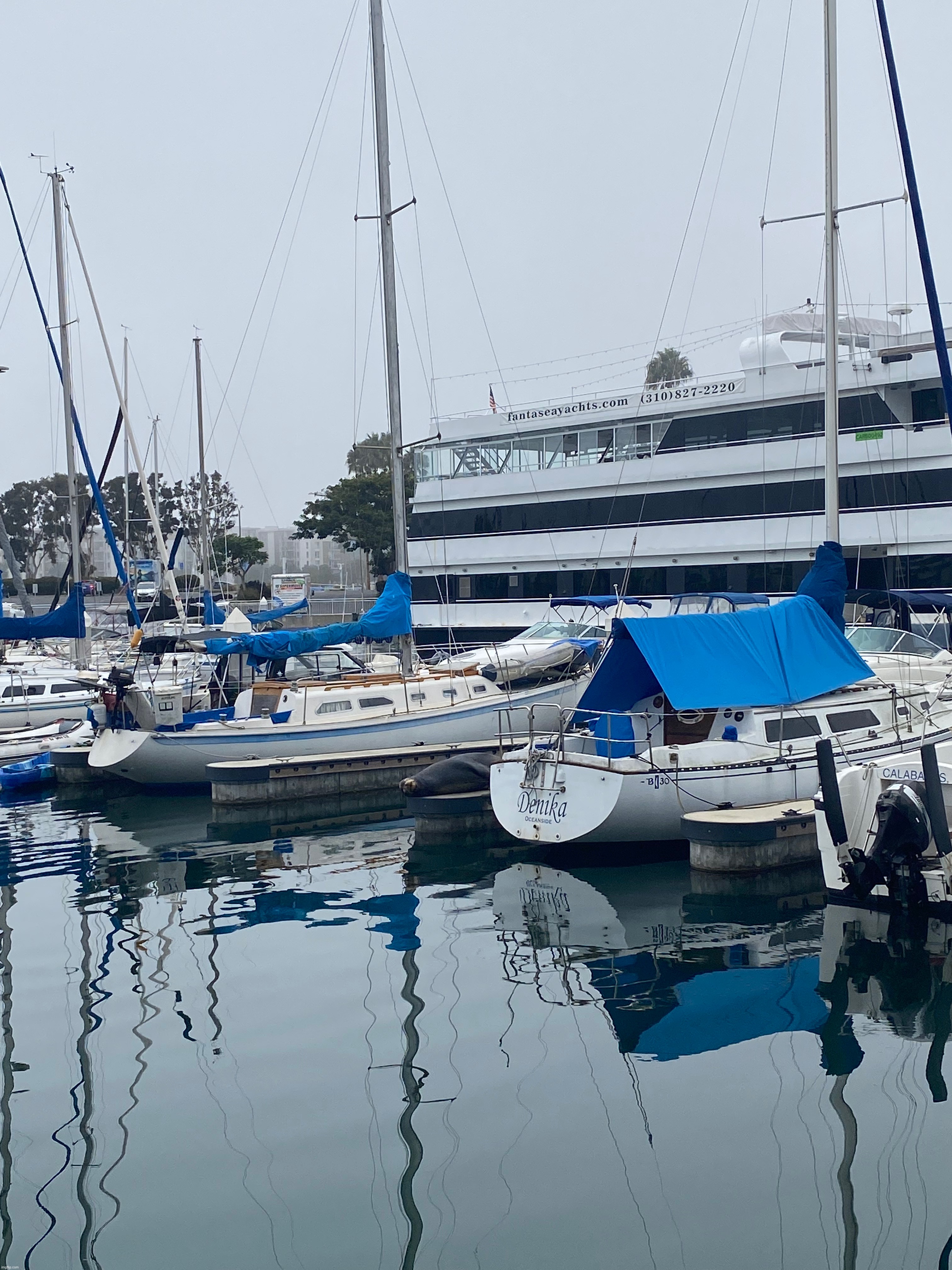 I wonder if he has to pay rent at the marina? | image tagged in funny,elephant seal,marina,picture | made w/ Imgflip meme maker