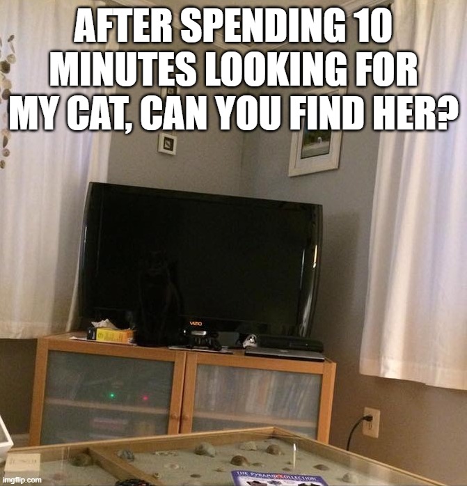 AFTER SPENDING 10 MINUTES LOOKING FOR MY CAT, CAN YOU FIND HER? | image tagged in cats | made w/ Imgflip meme maker