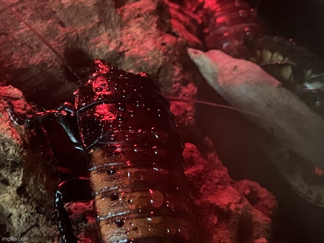 Cock roach | image tagged in cock roach | made w/ Imgflip meme maker