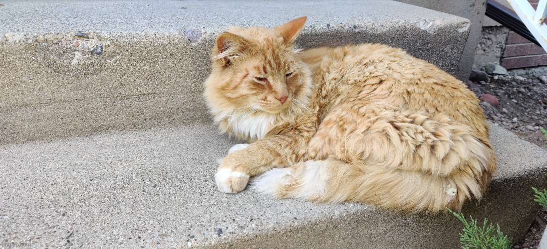 I feel like I'm the only guy here to NOT have a cat (the closest I have is my neighbor's cat, he likes being with me a lot) | made w/ Imgflip meme maker