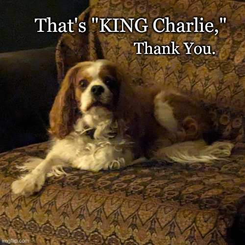 KING Charlie | That's "KING Charlie,"; Thank You. | image tagged in cavalier king charles | made w/ Imgflip meme maker