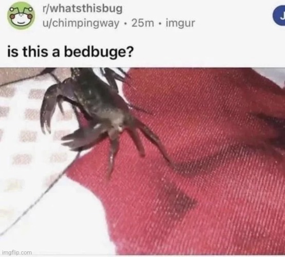 bedbuge | image tagged in bedbuge | made w/ Imgflip meme maker