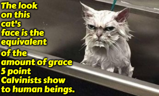 Graceless | The look on this cat's face is the equivalent; of the amount of grace 5 point Calvinists show to human beings. | image tagged in calvinism,arminian,molinism,graceless,calvinist memes,reformed theology | made w/ Imgflip meme maker