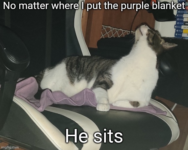 Not sure why he's looking directly upward in this picture though | No matter where I put the purple blanket; He sits | made w/ Imgflip meme maker