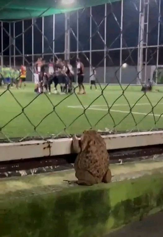 High Quality Frog watching soccer Blank Meme Template