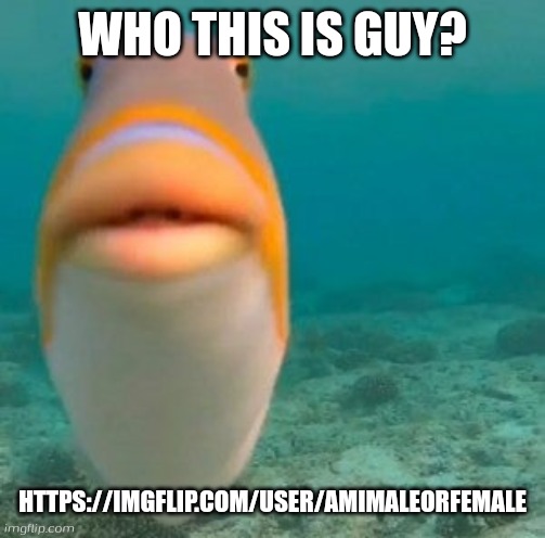 fish | WHO THIS IS GUY? HTTPS://IMGFLIP.COM/USER/AMIMALEORFEMALE | image tagged in fish | made w/ Imgflip meme maker