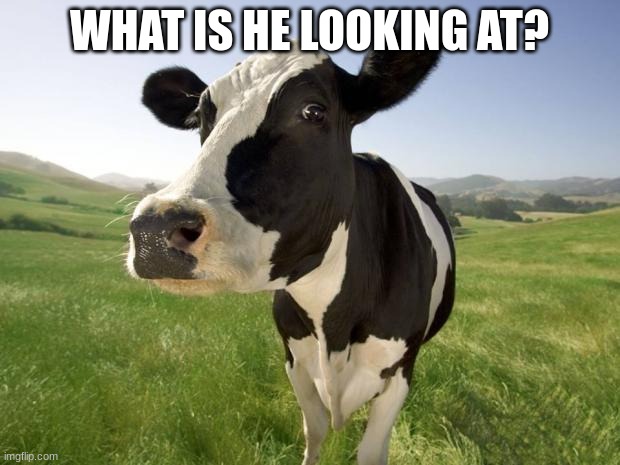 cow | WHAT IS HE LOOKING AT? | image tagged in cow | made w/ Imgflip meme maker