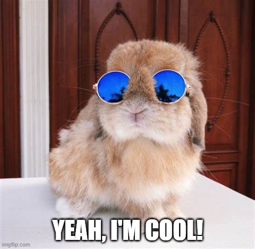 Cool Bunny | YEAH, I'M COOL! | image tagged in bunnies | made w/ Imgflip meme maker