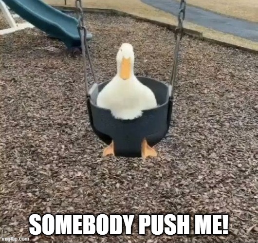 Duck swing | SOMEBODY PUSH ME! | image tagged in ducks | made w/ Imgflip meme maker