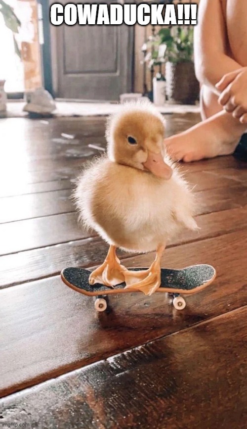 Skatin Duck | COWADUCKA!!! | image tagged in ducks | made w/ Imgflip meme maker