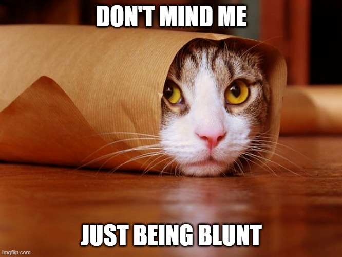 Blunt Cat | DON'T MIND ME; JUST BEING BLUNT | image tagged in cats | made w/ Imgflip meme maker