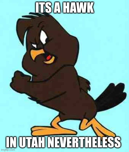 hawk utah | ITS A HAWK; IN UTAH NEVERTHELESS | image tagged in chicken hawk | made w/ Imgflip meme maker