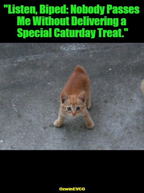 [shoutout @Psykosity for picture and inspiration] | "Listen, Biped: Nobody Passes 

Me Without Delivering a 

Special Caturday Treat."; OzwinEVCG | image tagged in cats,saturday,caturday,animals,treats,humans | made w/ Imgflip meme maker