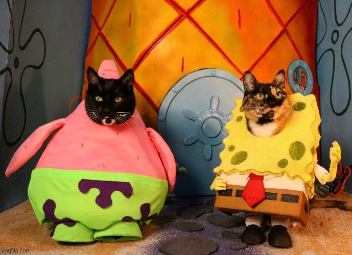 cats in a costume :) | image tagged in costume | made w/ Imgflip meme maker