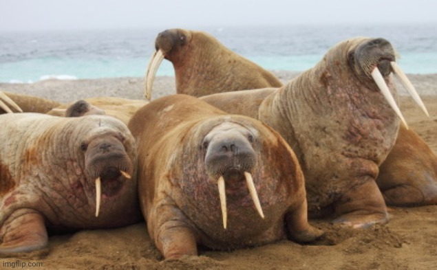 Walrus party | image tagged in walrus party | made w/ Imgflip meme maker