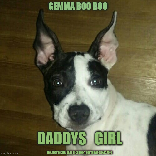 Gemma Boo Boo | GEMMA BOO BOO; DADDYS   GIRL; ED GADDY DIGITAL LABS HIGH POINT NORTH CAROLINA 27260 | image tagged in gemma,pit,bull dog,baby | made w/ Imgflip meme maker