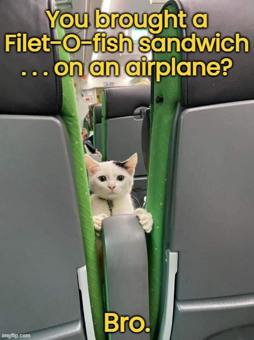 When people bring smelly food on a plane... | You brought a Filet-O-fish sandwich . . . on an airplane? Bro. | image tagged in funny cat memes,airplane,bad manners | made w/ Imgflip meme maker