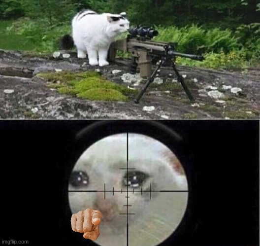 Sniper cat | image tagged in sniper cat | made w/ Imgflip meme maker