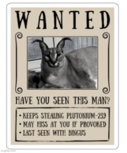 Have you seen him? | image tagged in wanted caracal | made w/ Imgflip meme maker