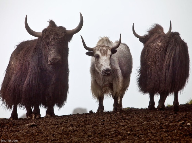 Yaks | image tagged in yaks | made w/ Imgflip meme maker