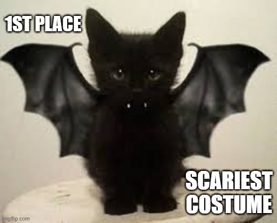 memes by Brad - Kitten wins scariest costume award | 1ST PLACE; SCARIEST COSTUME | image tagged in funny,cats,kitten,halloween costume,scary,humor | made w/ Imgflip meme maker