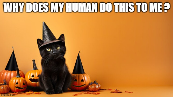 memes by Brad - Cat dressed up for Halloween. Why do people do this? | WHY DOES MY HUMAN DO THIS TO ME ? | image tagged in funny,cats,kittens,happy halloween,halloween costume,humor | made w/ Imgflip meme maker