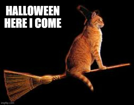 memes by Brad - Halloween cat flying on a broom | HALLOWEEN HERE I COME | image tagged in cats,funny,halloween,humor,kittens,funny cat memes | made w/ Imgflip meme maker