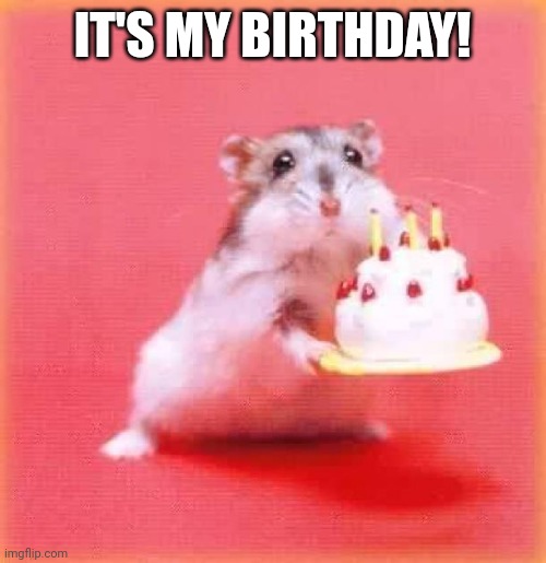 Yippee | IT'S MY BIRTHDAY! | image tagged in birthday hamster | made w/ Imgflip meme maker