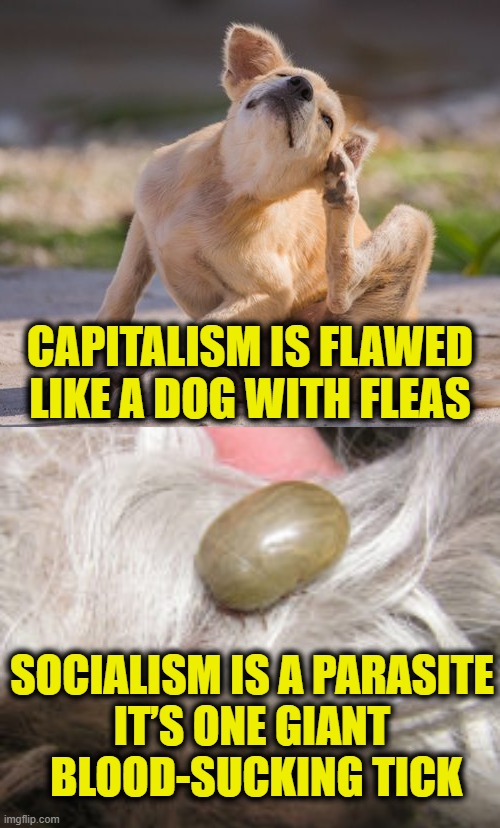 My dog has fleas | CAPITALISM IS FLAWED
LIKE A DOG WITH FLEAS; SOCIALISM IS A PARASITE
IT’S ONE GIANT
 BLOOD-SUCKING TICK | image tagged in capitalist and communist | made w/ Imgflip meme maker