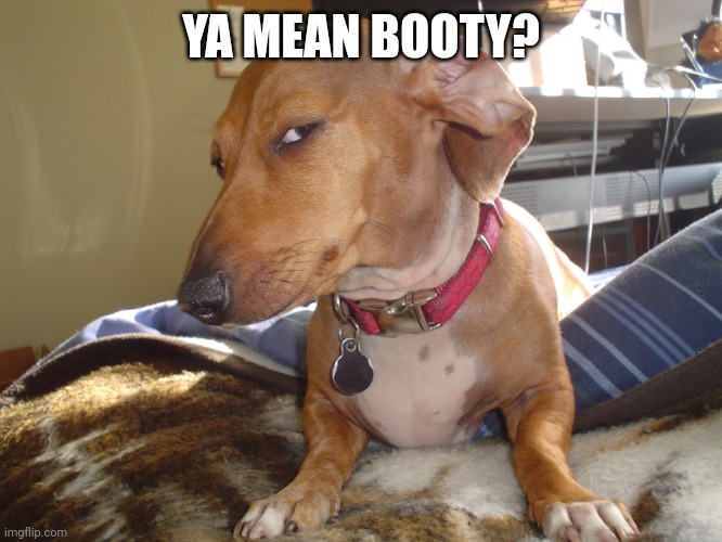 Suspicious Dog | YA MEAN BOOTY? | image tagged in suspicious dog | made w/ Imgflip meme maker