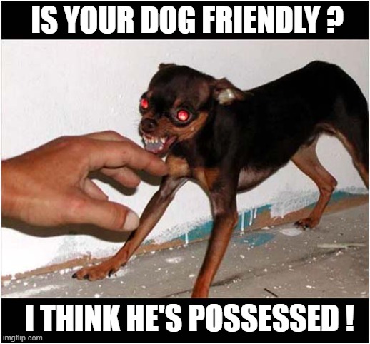 Be Afraid ... Very Afraid ! | IS YOUR DOG FRIENDLY ? I THINK HE'S POSSESSED ! | image tagged in dogs,be afraid,possessed | made w/ Imgflip meme maker