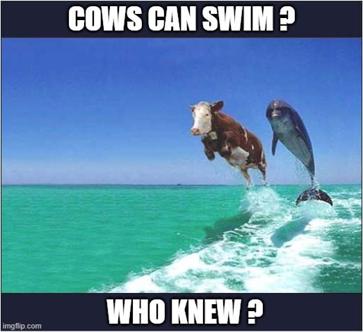 There's Something You Don't See Every Day ! | COWS CAN SWIM ? WHO KNEW ? | image tagged in cows,dolphins,swimming | made w/ Imgflip meme maker