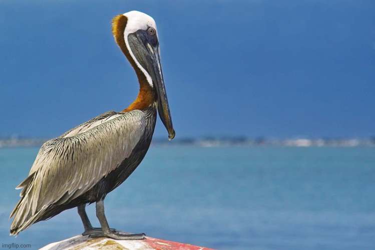 Pelican | image tagged in pelican | made w/ Imgflip meme maker