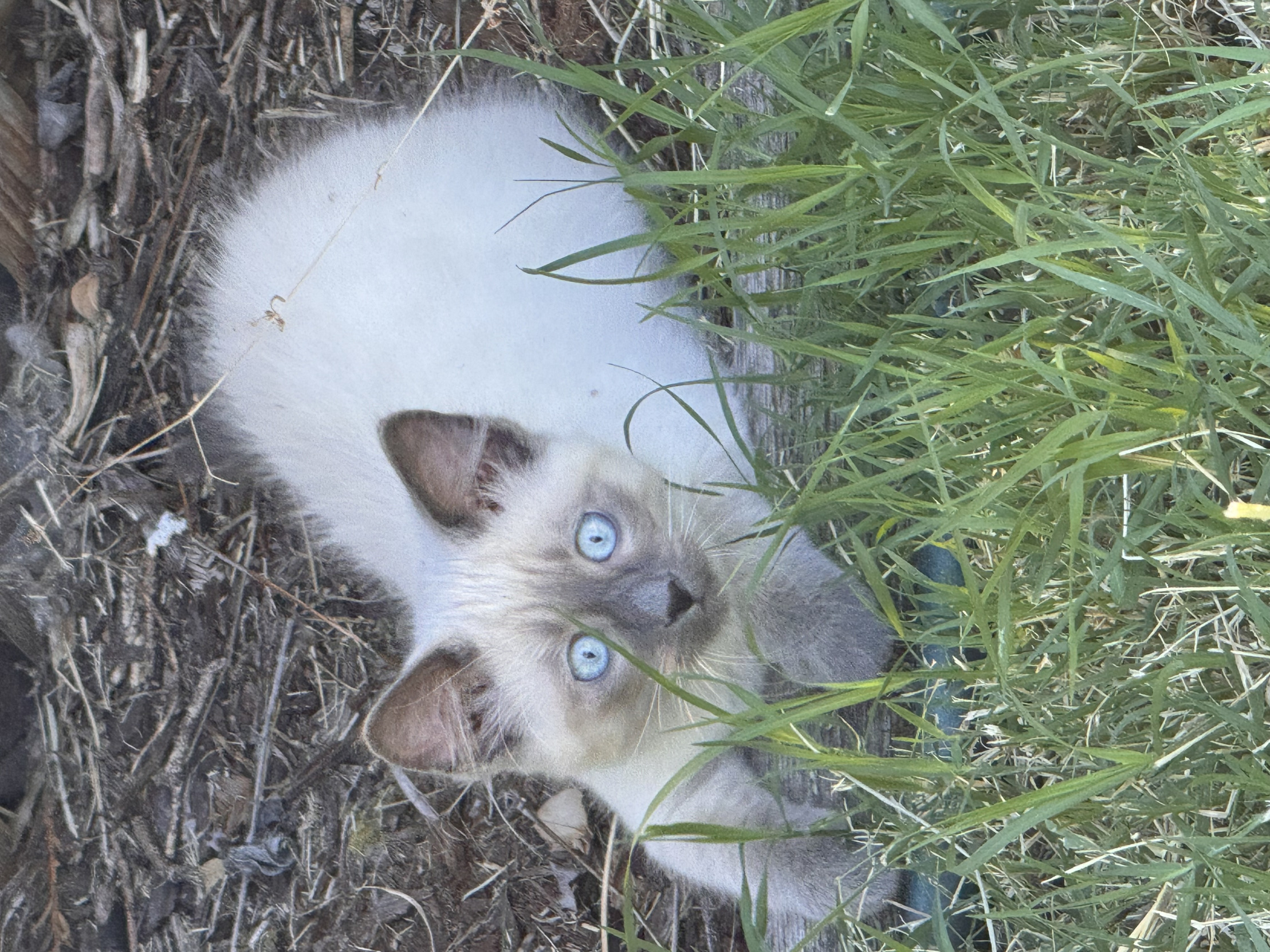 Cute Siamese Kitten Blank Meme Template