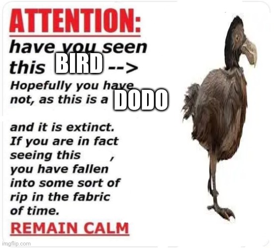 Do complain to the Archaeological Survey | DODO; BIRD | image tagged in a rip in the fabric of time | made w/ Imgflip meme maker