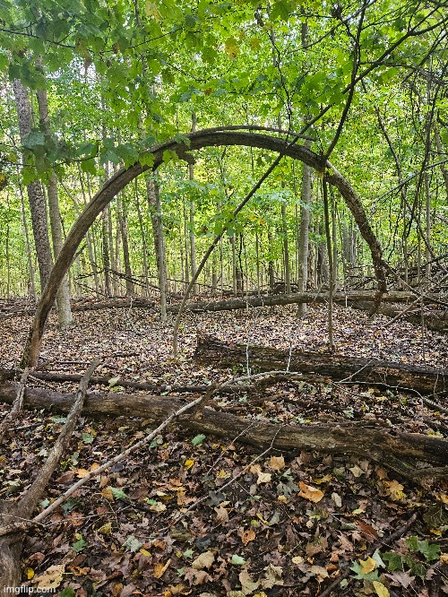 TREE ARCH IN THE FOREST | image tagged in trees,forest,woods,nature | made w/ Imgflip meme maker