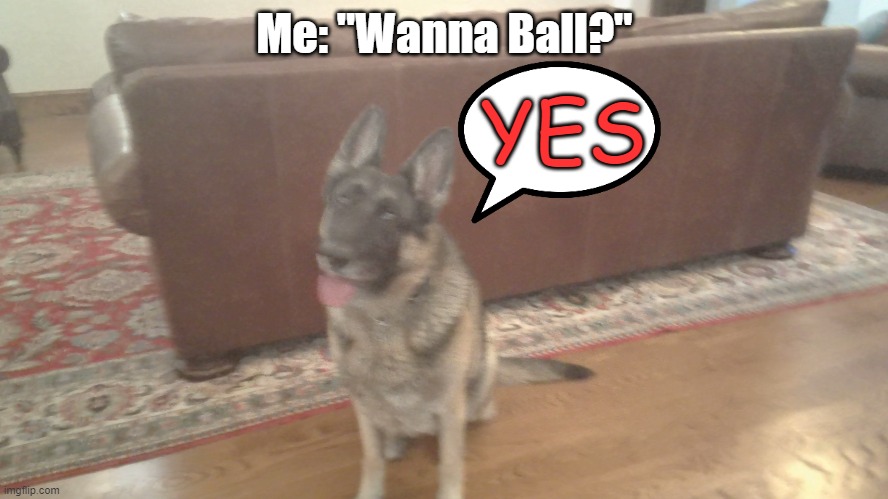 WANNA BALL??? | Me: "Wanna Ball?"; YES | image tagged in dog,pets,ball | made w/ Imgflip meme maker